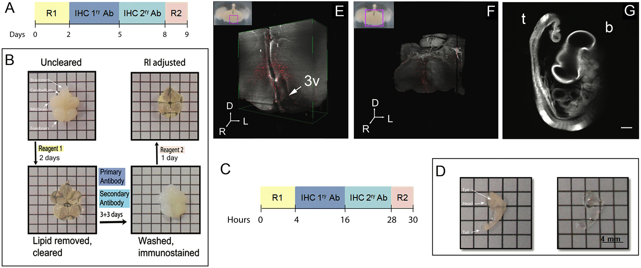 Optimized CUBIC protocol for three-dimensional imaging of chicken embryos at single-cell resolution