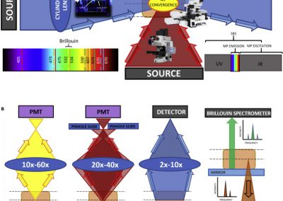 Biomedical Applications of Tissue Clearing and Three-Dimensional Imaging in Health and Disease