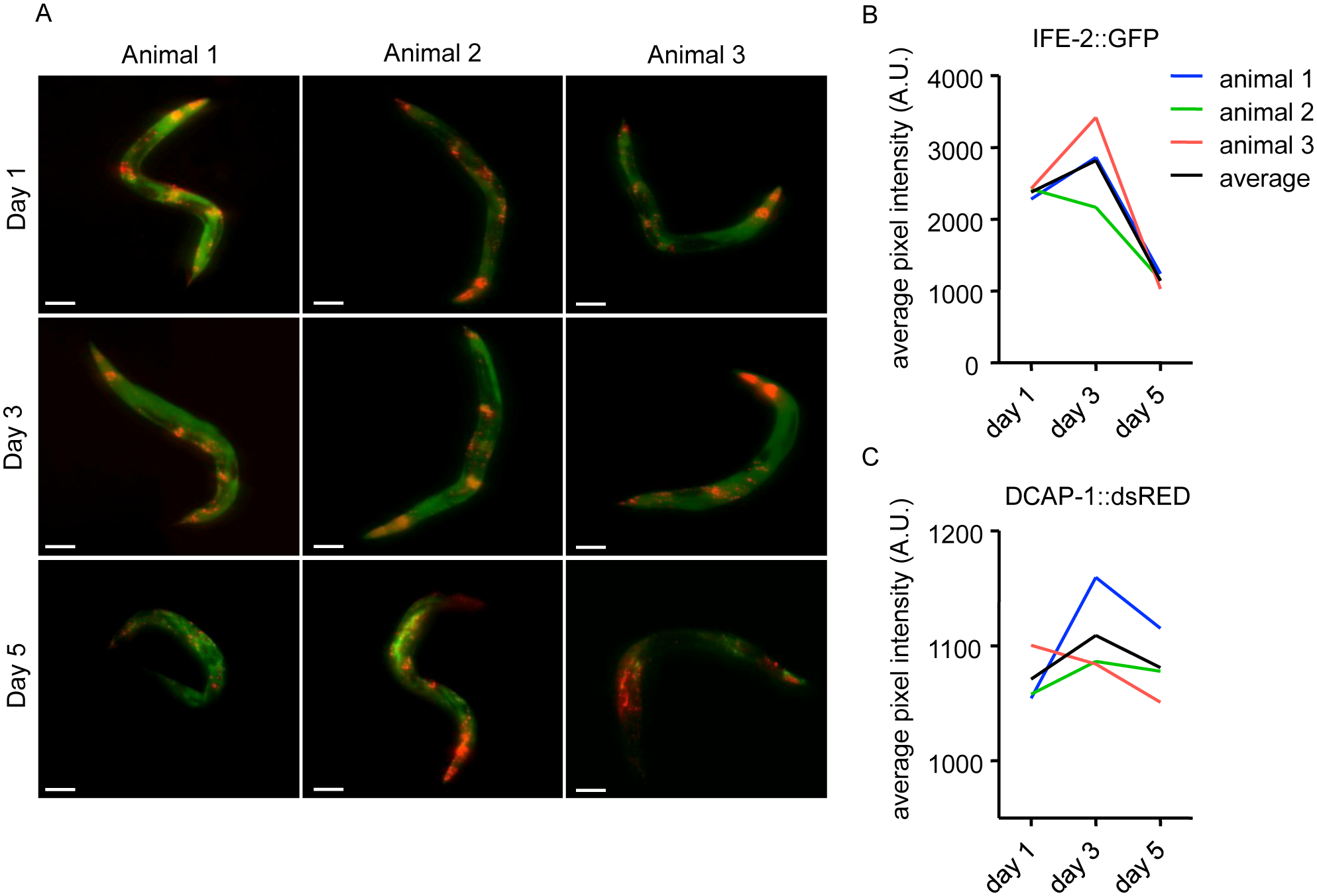 A Customized Light Sheet Microscope to Measure Spatio-Temporal Protein Dynamics in Small Model Organisms